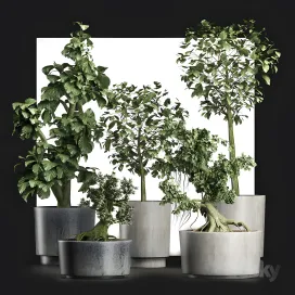 Plants collection sageretia theezans